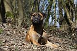 BULLMASTIFF 466